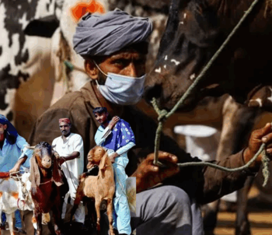 Karachi Bans Illegal Cattle Markets Under Section 144