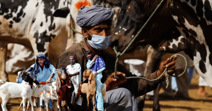 Karachi Bans Illegal Cattle Markets Under Section 144