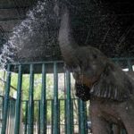 Karachi Elephants Get TB Treatment with 400 Pills a Day