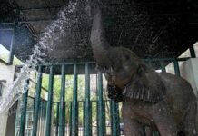 Karachi Elephants Get TB Treatment with 400 Pills a Day