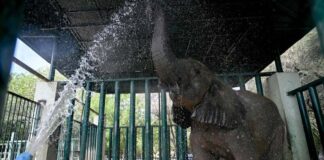 Karachi Elephants Get TB Treatment with 400 Pills a Day