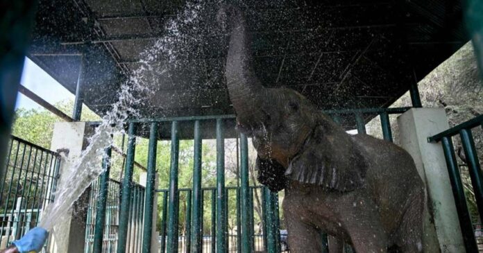 Karachi Elephants Get TB Treatment with 400 Pills a Day