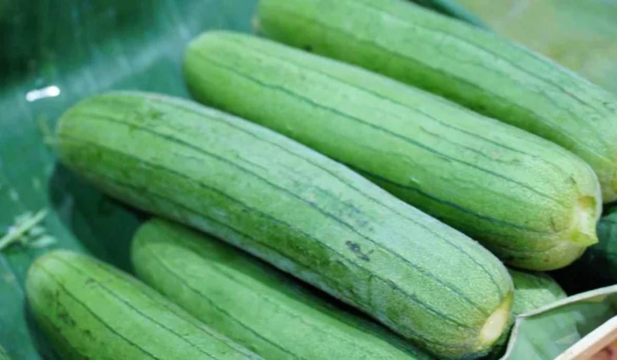Torai (Ridge Gourd)