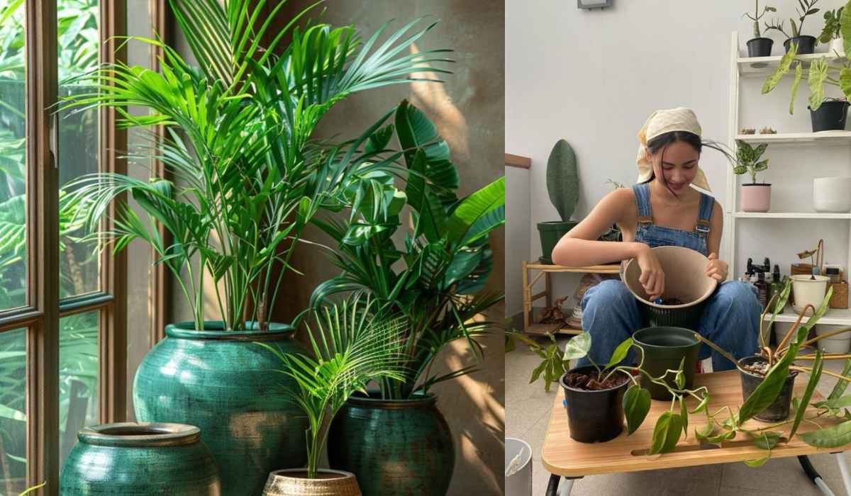 Low-Maintenance Indoor Plants