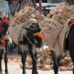 what-does-china-want-with-pakistans-donkeys
