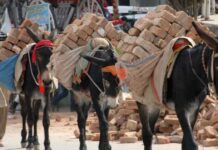 what-does-china-want-with-pakistans-donkeys
