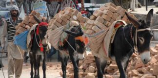 what-does-china-want-with-pakistans-donkeys