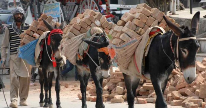 what-does-china-want-with-pakistans-donkeys