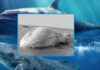 blue-whale-found-dead-in-arabian-sea-near-pakistan-iran-border
