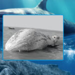 blue-whale-found-dead-in-arabian-sea-near-pakistan-iran-border
