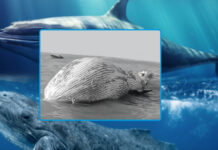 blue-whale-found-dead-in-arabian-sea-near-pakistan-iran-border