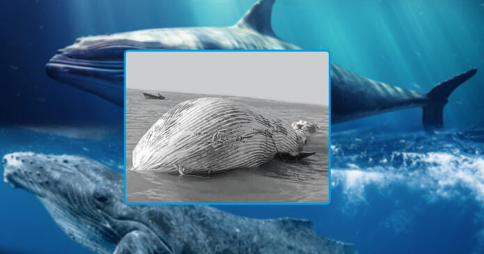 blue-whale-found-dead-in-arabian-sea-near-pakistan-iran-border