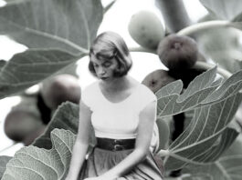 sylvia-plaths-fig-tree-perspective-and-how-itresonating-with-gen-z