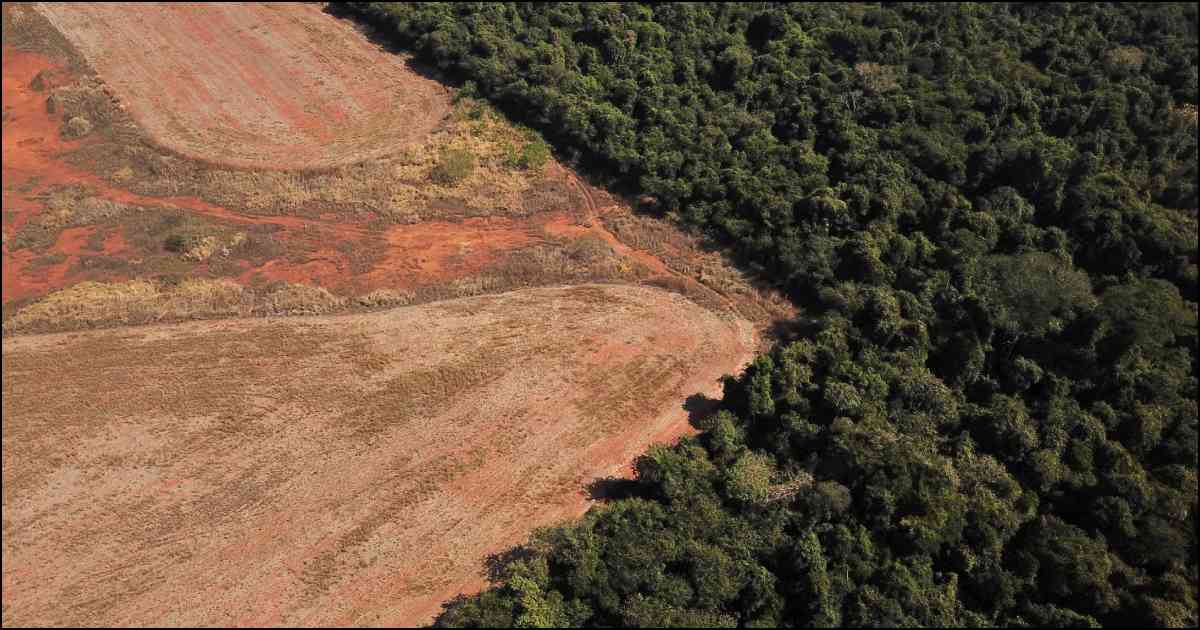 deforestation-in-brasils-cerrado_-‘If-one-system-crashes-it-is-likely-to-drag-others-down.