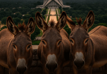 donkey-meat-scandal-spreads-from-islamabad-to-battagram