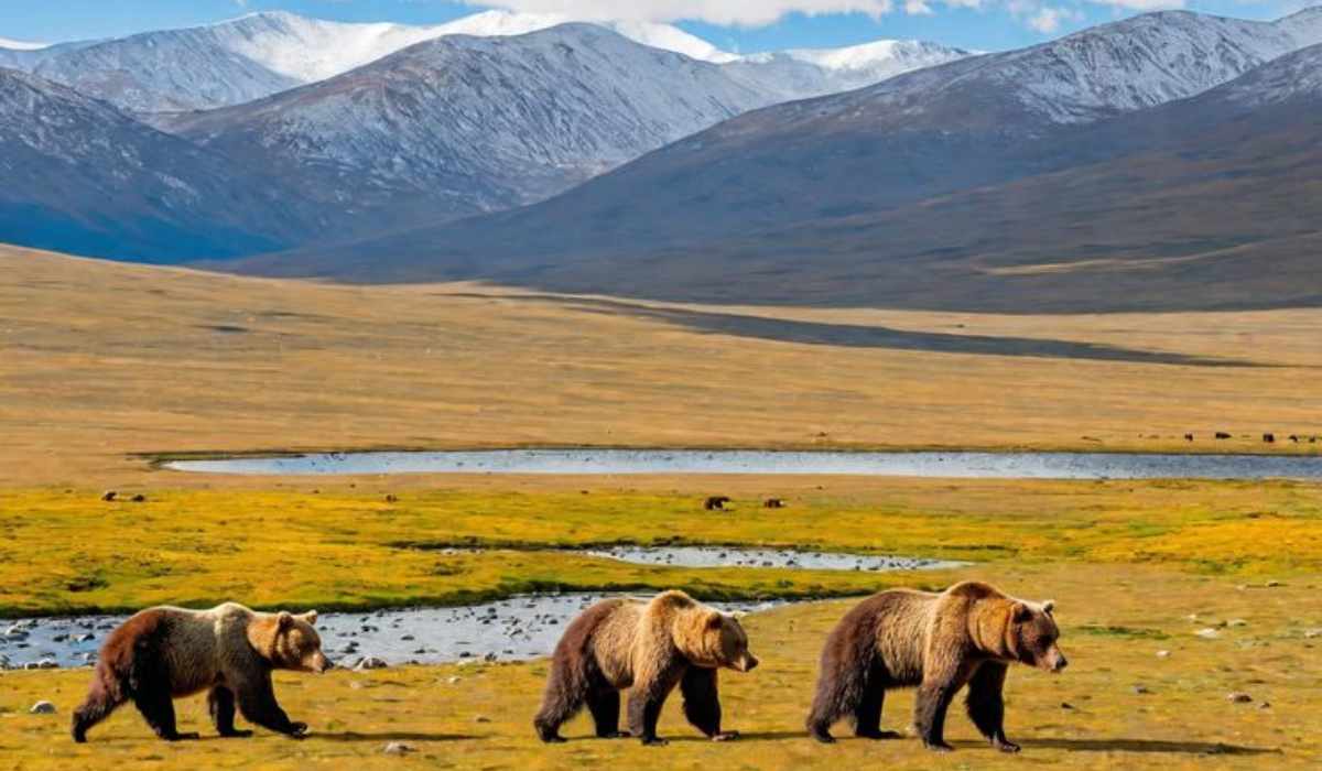 deosai-national-park