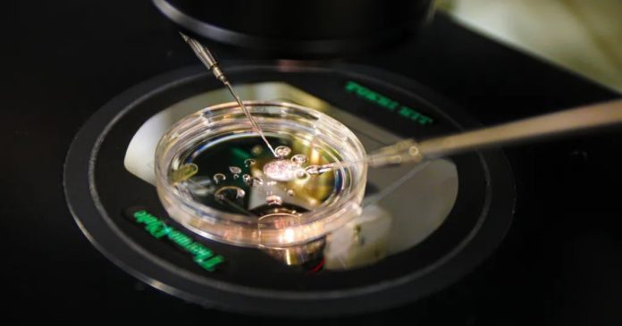 in-a-ground-breaking-discovery-scientists-turn-skin-cells-into-functional-eggs