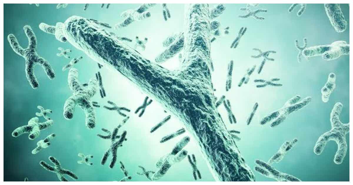 y-chromosome
