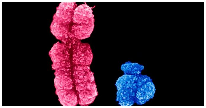 is-the-human-y-chromosome-vanishing