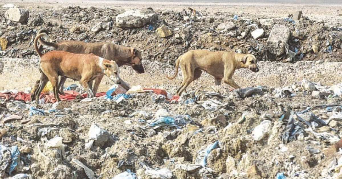IHC stray dog ban, dog culling Pakistan, humane population control, CNVR Pakistan animal rights, Islamabad High Court judgment, anti-rabies vaccine shortage Pakistan, Pakistan stray dog survey, animal cruelty laws Pakistan, Capital Development Authority dog poisoning