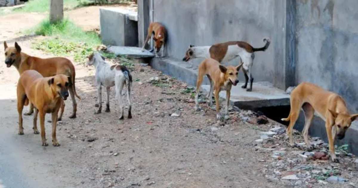 IHC stray dog ban, dog culling Pakistan, humane population control, CNVR Pakistan animal rights, Islamabad High Court judgment, anti-rabies vaccine shortage Pakistan, Pakistan stray dog survey, animal cruelty laws Pakistan, Capital Development Authority dog poisoning