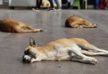 IHC stray dog ban, dog culling Pakistan, humane population control, CNVR Pakistan animal rights, Islamabad High Court judgment, anti-rabies vaccine shortage Pakistan, Pakistan stray dog survey, animal cruelty laws Pakistan, Capital Development Authority dog poisoning