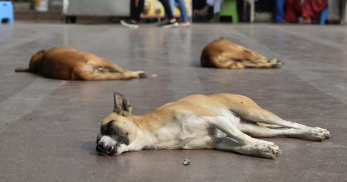 Stray Dog Crisis
