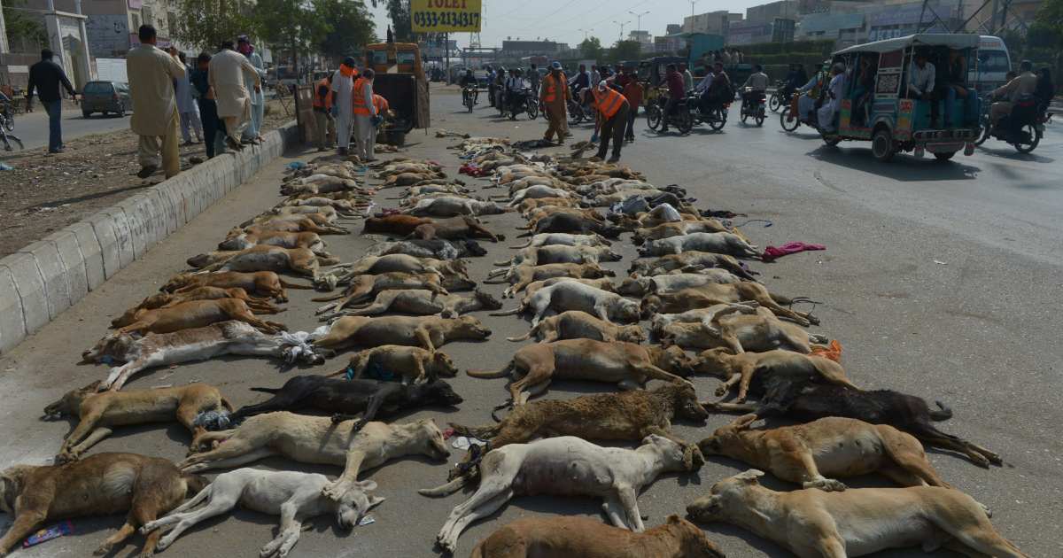 IHC stray dog ban, dog culling Pakistan, humane population control, CNVR Pakistan animal rights, Islamabad High Court judgment, anti-rabies vaccine shortage Pakistan, Pakistan stray dog survey, animal cruelty laws Pakistan, Capital Development Authority dog poisoning