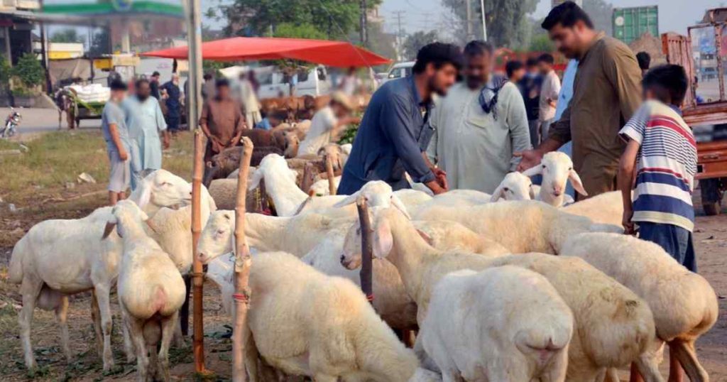 bakra-eid-childhood-mandi