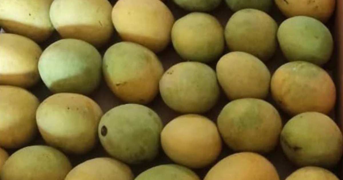 mango name origins, history of mango varieties, pakistani mango names meaning, chaunsa mango history, langra mango story, sindhri mango origin, anwar ratol history, why is langra mango called langra, south asian mango heritage