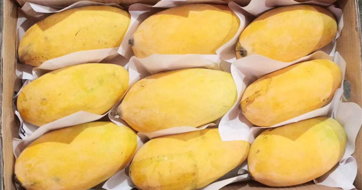 mango name origins, history of mango varieties, pakistani mango names meaning, chaunsa mango history, langra mango story, sindhri mango origin, anwar ratol history, why is langra mango called langra, south asian mango heritage