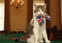 Who is Larry the Cat: The Feline that Welcomes Every UK Prime Minister Larry the Cat, Larry the Cat account, Larry the Cat Trump, Larry the Cat X