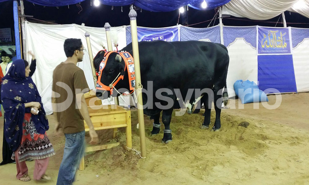 Eid ul Azha 2015
