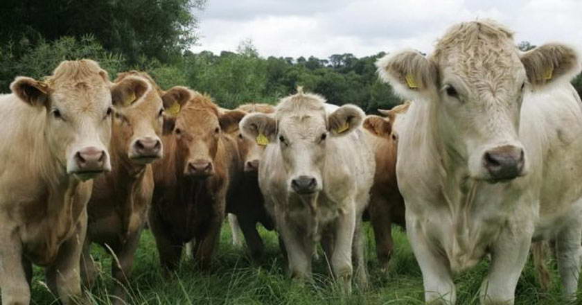Beef Ban