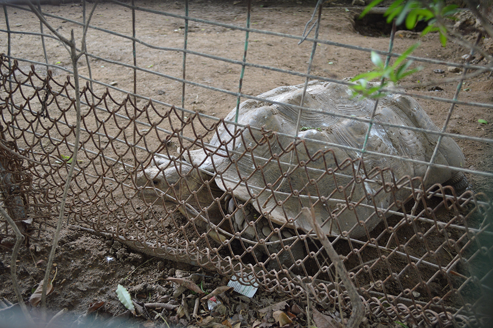 Karachi Zoo (2)