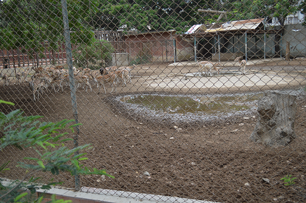 Karachi Zoo