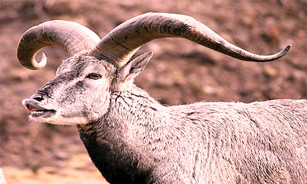 Pakistan's National Animal Ibex Hunted & Endangered in Balochistan -  Brandsynario