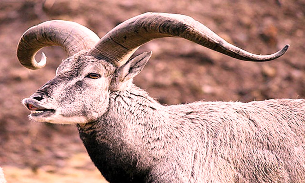 Pakistan's National Animal Ibex Hunted & Endangered in Balochistan - Brandsynario Pakistan's National Animal Ibex Hunted & Endangered in Balochistan - Brandsynario
